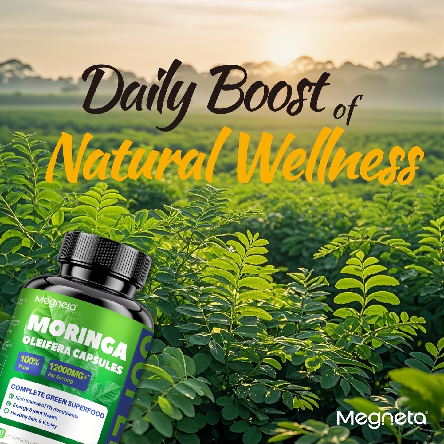 Moringa Capsules - Rich in Antioxidants 60 Capsules