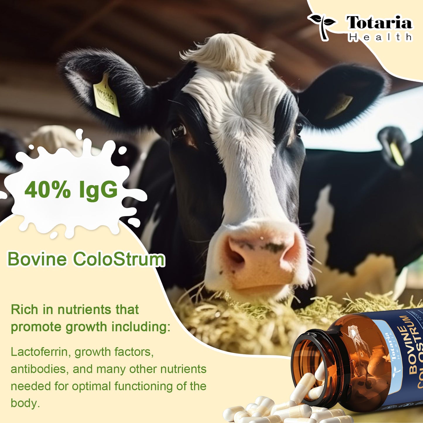 Premium bovine colostrum capsules - 1200 mg, 40% IgG - 120 capsules